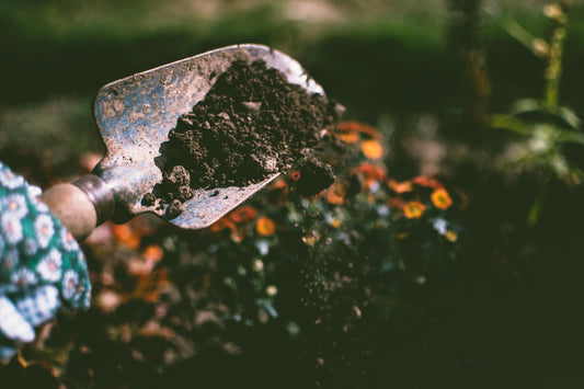 How to Create a Beautiful Garden on a Budget